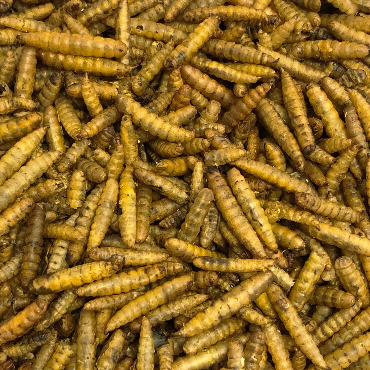 Vivani Gedroogde BSF larven - 375 gram