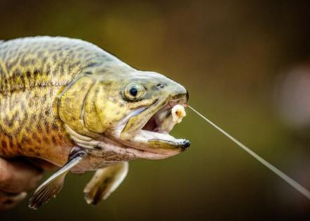 Forel onderlijnen