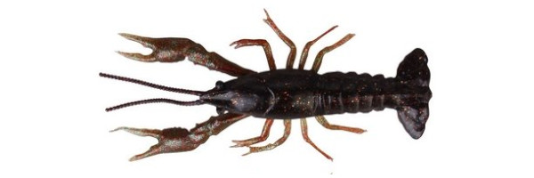 Savage Gear LB 3D Crayfish 8cm 4g F 4pcs - Black Brown