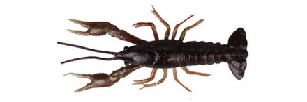 Savage Gear LB 3D Crayfish 8cm 4g F 4pcs